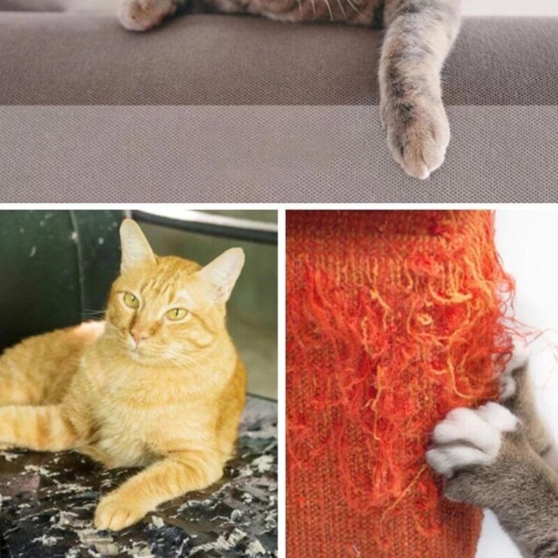 anti arranhador para gatos