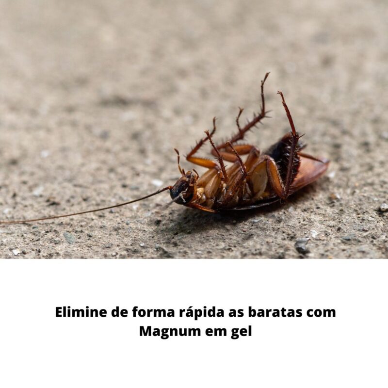 mata baratas